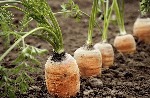 Ekel-Erbsen und plöde Paprika?! 5 Tipps, Gemüse in deinen Alltag zu integrieren! (5 a day)